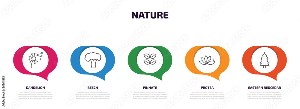 Poster nature infographic element with outline icons and 5 step or option. nature icons such as dandelion, 
