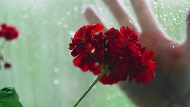 A hand through the wet glass is trying to stroke the petals of a flower on the window. Taken during the rain