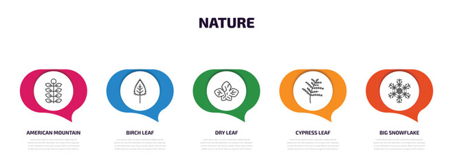 nature infographic element with outline icons and 5 step or option. nature icons such as american mountain ash, birch leaf, dry leaf, cypress leaf, big snowflake vector.