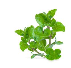 Fresh watercress isolated on transparent background (.PNG)
