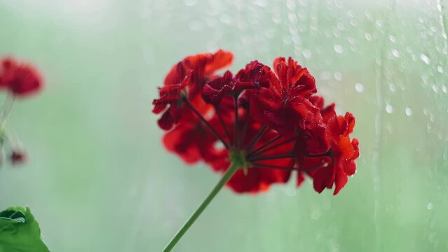 A cool carnation flower stands on the window sill of the window behind which it is raining. Close-up shooting