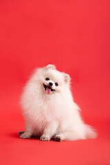 Dog breed pomeranian spitz funny sits on a red background - obrazy, fototapety, plakaty