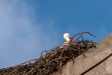 Fototapeta premium A stork in a nest made of branches on the roof of a building