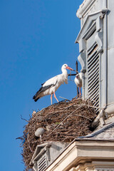 A stork in a nest made of branches on the roof of a building © Emma