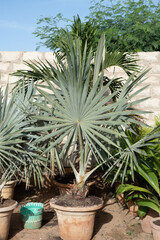 Plantes exotiques dans la ville de Dakar en Afrique