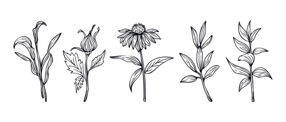 Collection of Hand drawn line art flowers and leaves  illustration isolated on white background