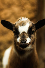 retrato a una cria de cabra 