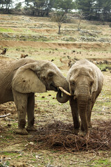 fotografía a pareja de elefantes