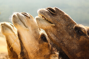 Tres cabezas de camellos levantadas para comer