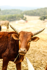 Fotografía a vaca con cuernos comiendo