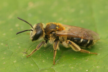 Colorful closeup of a female Short-fringed Mining Bee, Andrena dorsata on a green leaf