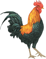 Cock bird farm red morning alarm