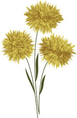 Three yellow flowers. Vector file for designs.