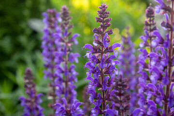 Purple woodland sage, Balkan clary, salvia nemorosa flowers close-up, macro blossom 