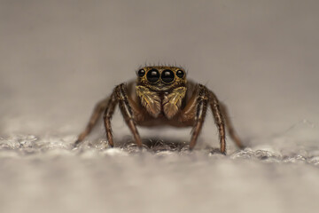 Spider