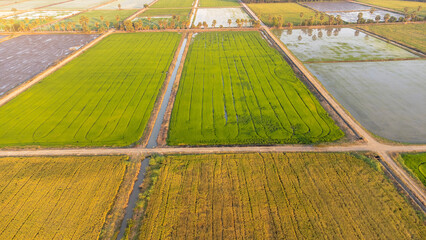 Aerial shot with drone in rice fields