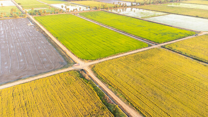 Fototapeta premium Aerial shot with drone in rice fields