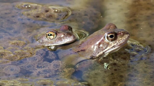 A group of common frogs in spring during spawning. In the water among the frog eggs. High quality FullHD ProRes footage