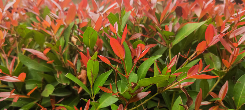 Syzygium paniculatum or bunga pucuk merah. Nature background of colorful leaves ornamental plants