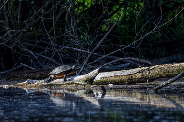 Turtle sitting at a lake in the nature protection area Moenchbruch near Frankfurt, Germany.