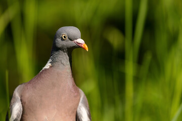 Close up of a Common wood pigeon (Columba palumbus) in spring.