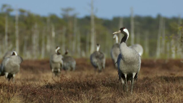 A group of cranes Grus grus feeds and rests in the marsh during spring migration. Swamp in spring in the sunset lights. Dead trees in the background. FullHD ProRes footage