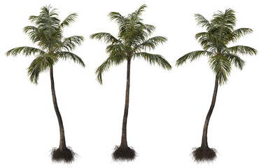 Palm and coconut trees of various sizes and shapes.