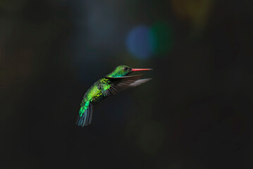 Colibrí esmeralda volando en fondo oscuro © Maelia Rouch