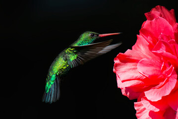 Colibrí esmeralda alimentándose de una flor Hibiscus roja © Maelia Rouch