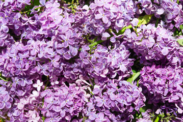 Macro image of spring soft violet lilac flowers, natural seasonal floral background.	