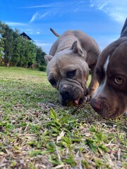 american bully pitmonster