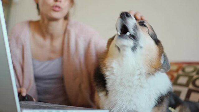 young caucasian woman with funny dog welsh corgi breed sits on couch at laptop, in living room. dog watchin something on screen and barking