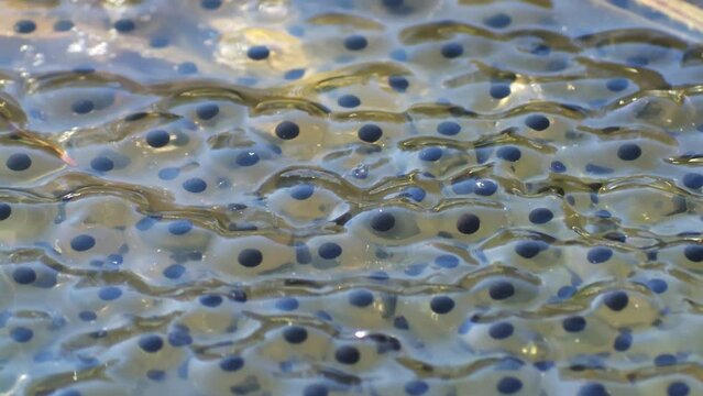 Frog spawn of Rana temporaria. Common frog egs. High quality FullHD footage