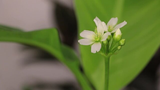 The Fascinating Movement of a Venus Flytrap: Close-Up Footage of a Carnivorous Plant in Bloom