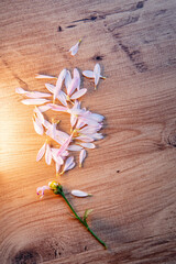 flowers on the wooden background