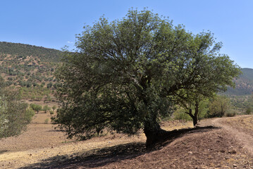 verry old almond trees the best almond oil in the world