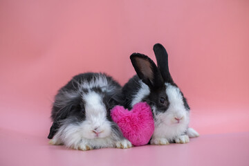 Couple of cute white gray rabbit sitting together looking camera with pink heart between them, valentine's festival card representation of lover.