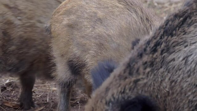 Wild boar family with piglets are eating, fighting and playing. European nature. Wild boar Sus scrofa close up. High quality 4k ProRes footage