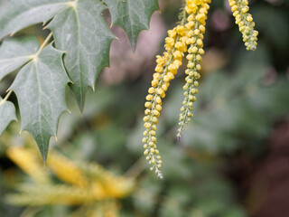 The yellow blossom of a mahonia in Spring garden.