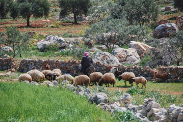 A shepherd herding sheep and riding on a donkey in Syria