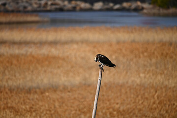 獲物を捕らえ食す
