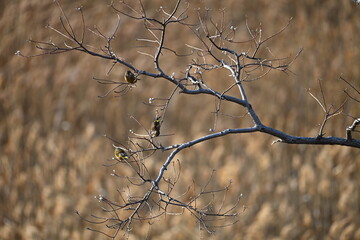 Fototapeta na wymiar 小さい鳥たちが止まる木