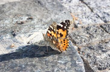 Fototapeta na wymiar One butterfly Vanessa cardui. Painted Lady on stone background. Cosmopolitan. Spread wings of a beautiful insect.