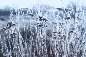 Morning winter frost. Forest litter of dry plants, crystal hoarfrost covered. Frozen grass on natural snow background. Cold frosty weather. Macro photography, copy space, panorama. © mvdiduk
