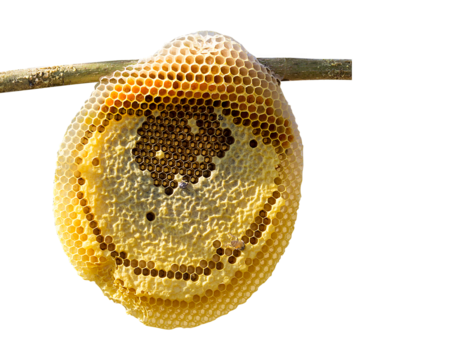 honeycomb transparent PNG