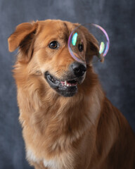 Golden retriever cross with bubble in front of his head.