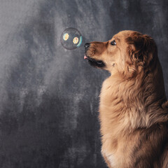 A dog watches a bubble.