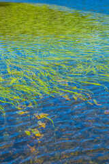Fototapeta na wymiar 湖面のさざ波と水草を俯瞰。自然,環境,のイメージ