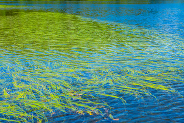 湖面のさざ波と水草を俯瞰。自然,環境,のイメージ