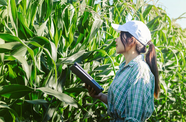 Smart Asian woman farmer agronomist with computer tablet in green corn field. Farmer in corn field works with tablet,Business Farm. Agriculture concept.Modern technologies. Worker working,agribusiness